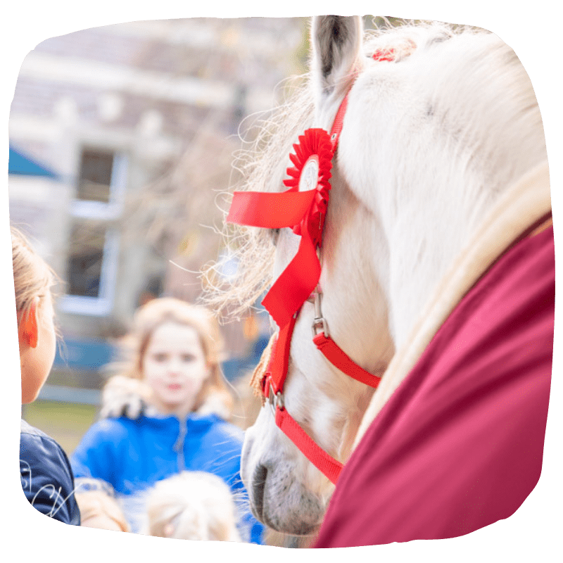 Ozosnel fandagen kasteel heeswijk sinterklaas den bosch